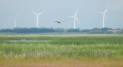 BB 10 0167 / Circus aeruginosus / Sivhauk